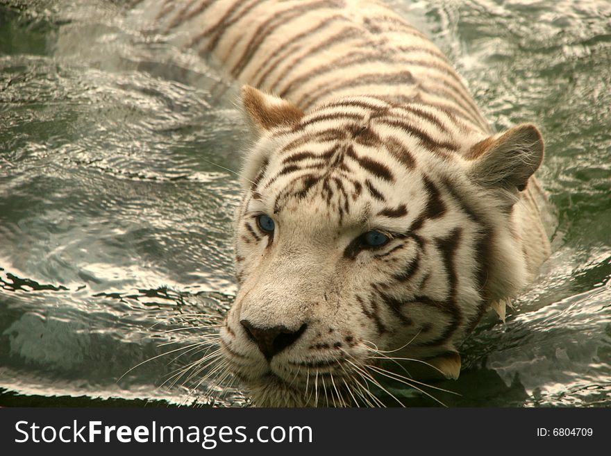 White tiger swimming in the river