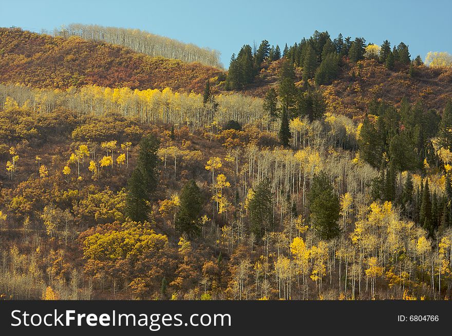 Colorful Aspen Pines