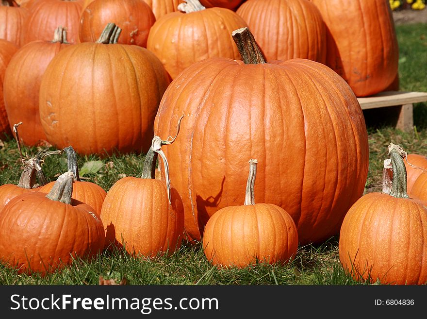 A bunch of different size pumpkins for sale.