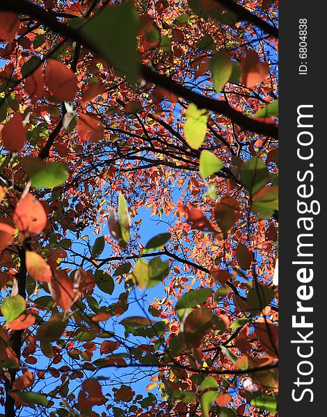 Fall leaves background against clear blue sky.