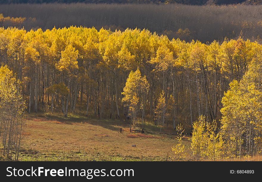 Aspen Pines Changing Color Before Winter