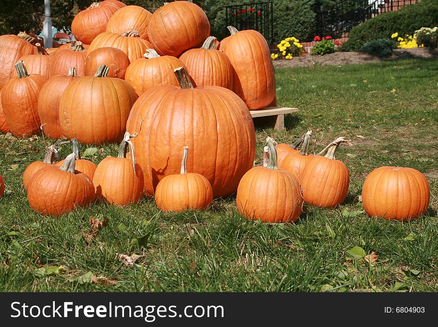A bunch of different size pumpkins for sale.