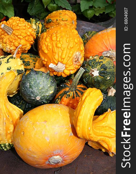 Orange and green italian pumpkins. vegetables food. Orange and green italian pumpkins. vegetables food.