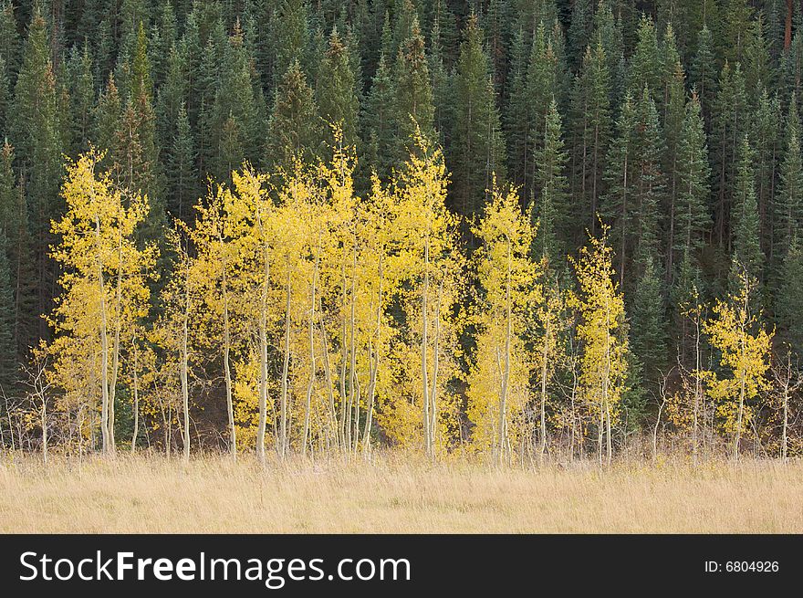 Aspen Pines Changing Against the Mountain Side. Aspen Pines Changing Against the Mountain Side