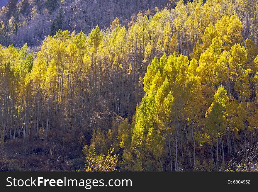 Aspen Pines Changing Color Against the Mountain Side