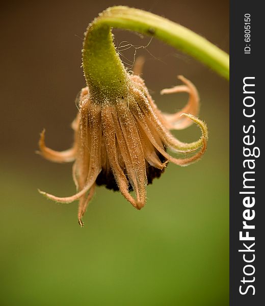 Dying Flower.