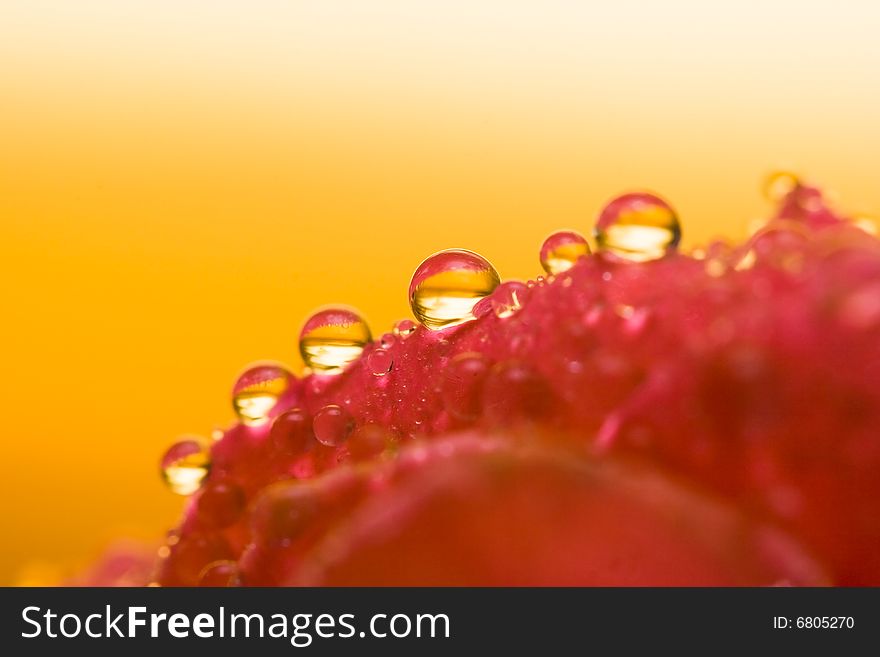 Close-up petals of flower with water drop, macro (shallow DOF)