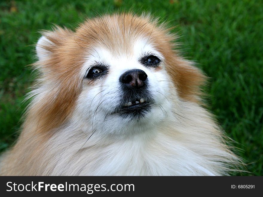 Pomeranian is showing off his crooked teeth. Pomeranian is showing off his crooked teeth