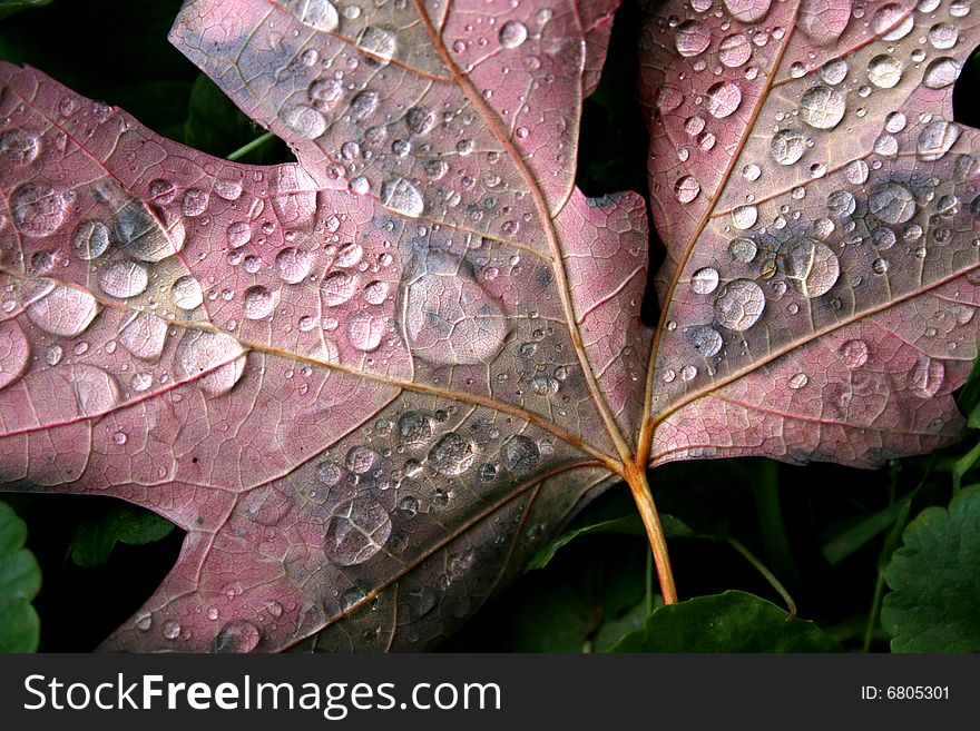 Autumn leaf turned over, with morning dew. Autumn leaf turned over, with morning dew