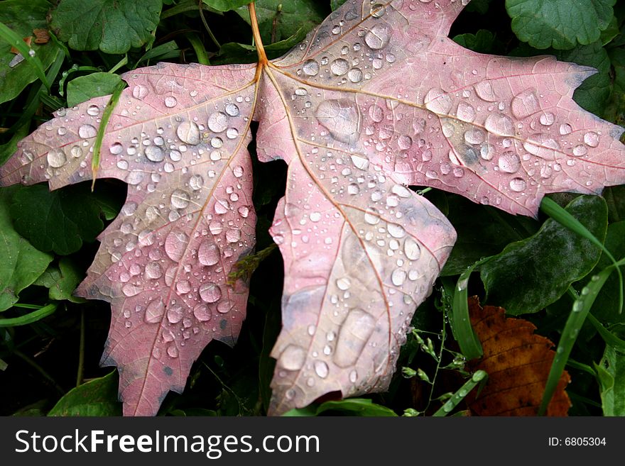 Autumn leaf turned over, with morning dew. Autumn leaf turned over, with morning dew