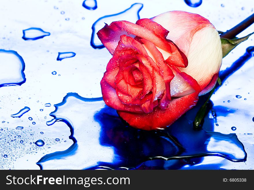 Rose with water drops on blue