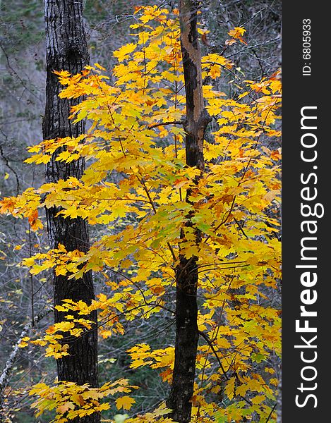 Nice tree with yellow leaves in quebec canada. Nice tree with yellow leaves in quebec canada