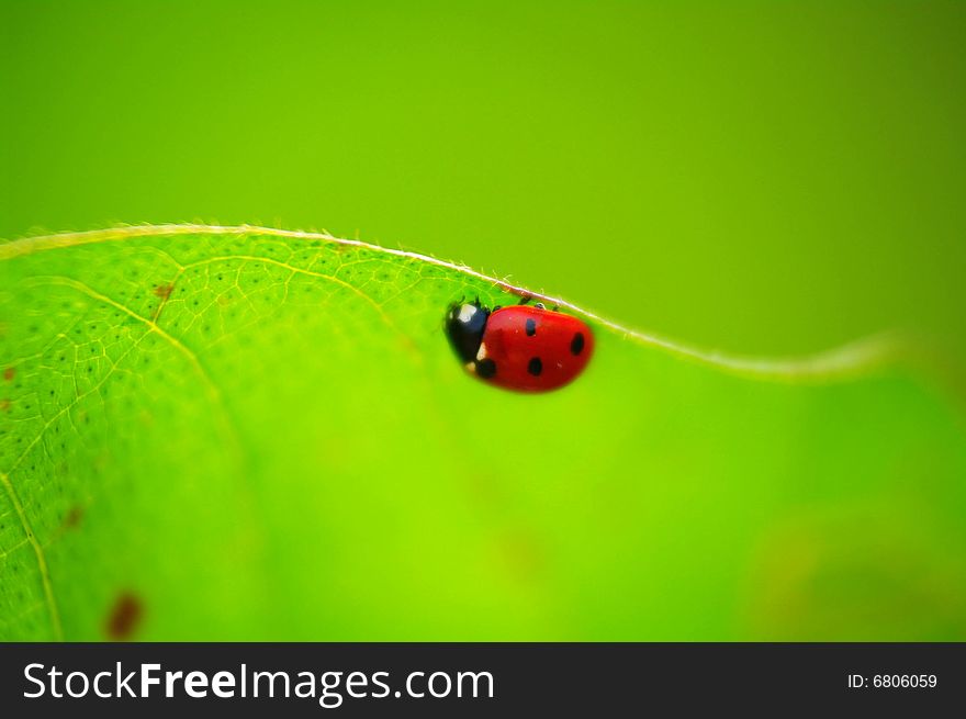 One afternoon, I squatted next to the Chinese, found only in red ladybug, it\'s beautiful to attract my attention.