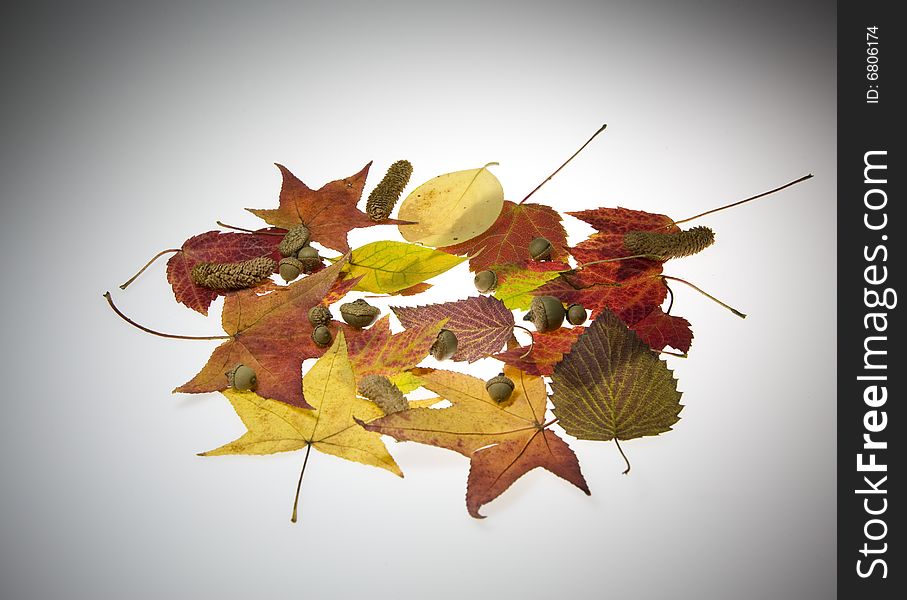 Image of colorful fall leaves