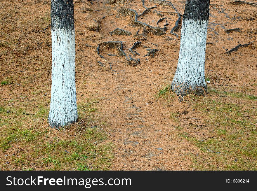 Faded larch needles of a conifer on forest path.