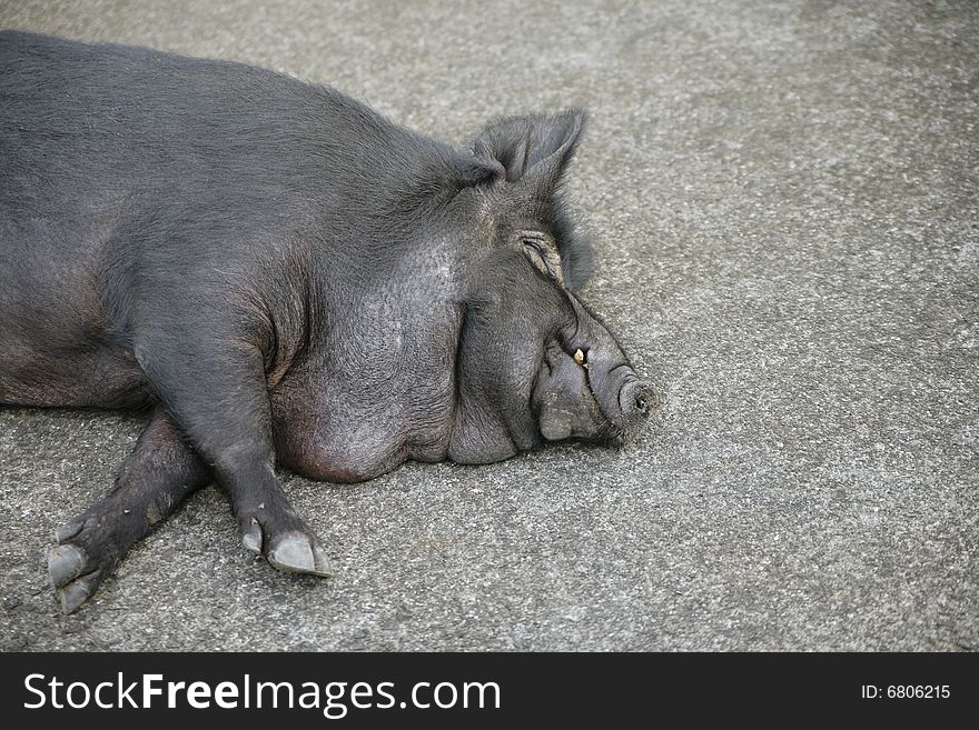 A pig relaxed and sleeping on the warm pavement. A pig relaxed and sleeping on the warm pavement