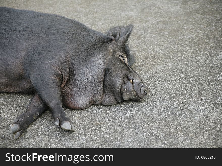 Sleeping Sow