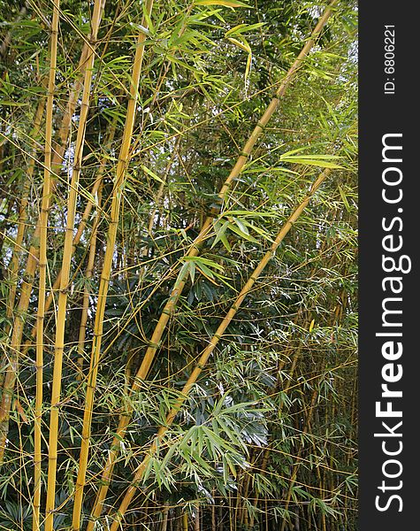A thicket of golden bamboo, perfect to use as a background