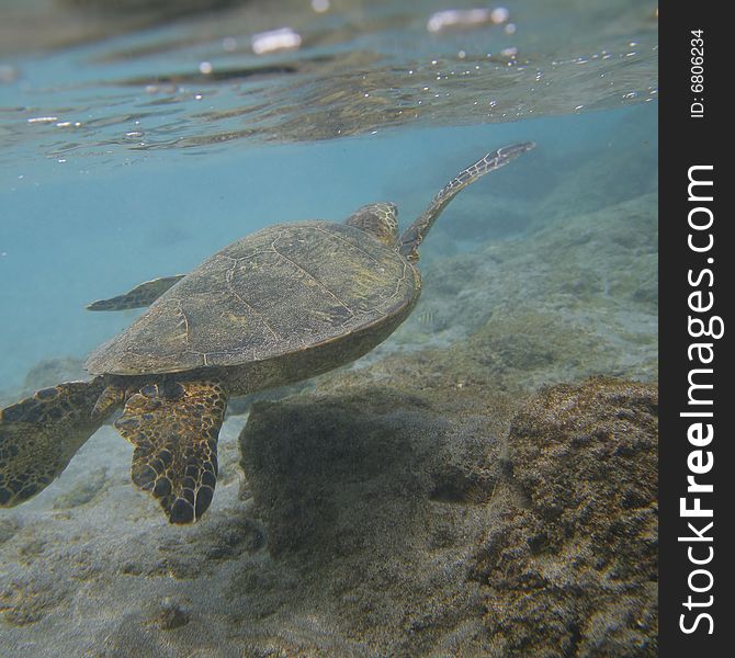 A green sea turtle swimming in the ocean