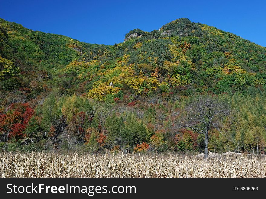 Good Color of Leaves at Autumn in North of China. Good Color of Leaves at Autumn in North of China