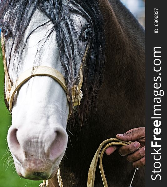 Close up on a blue eyed horse face