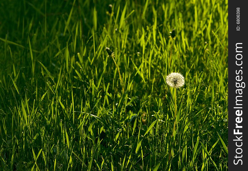 A dandelion stands out in a field of grass. A dandelion stands out in a field of grass.
