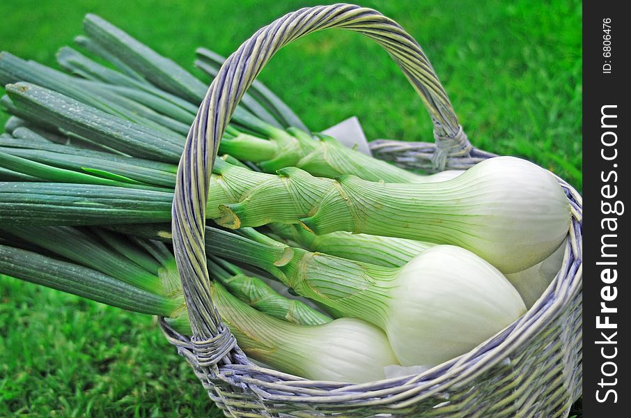 Fresh white onions in a white basket. Fresh white onions in a white basket