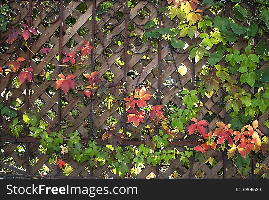 Autumn leaves over wooden house fence. Autumn leaves over wooden house fence.
