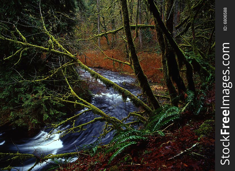 Creek runs through Oregon rain forests. Creek runs through Oregon rain forests