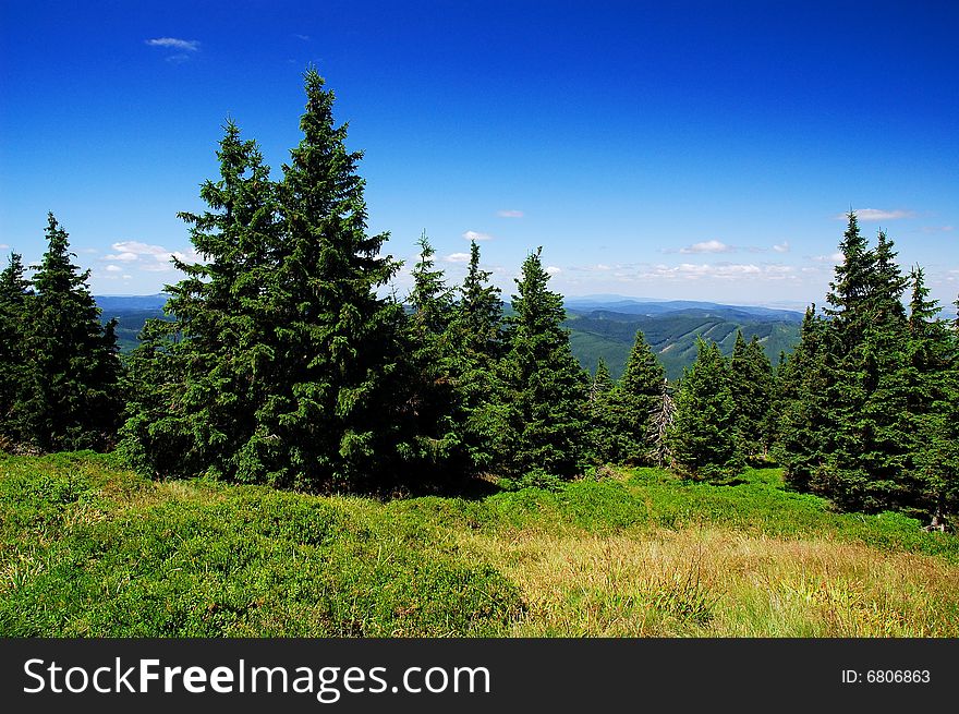 Forest of spruces, JesenÃ­ky mountains, Central Europe.