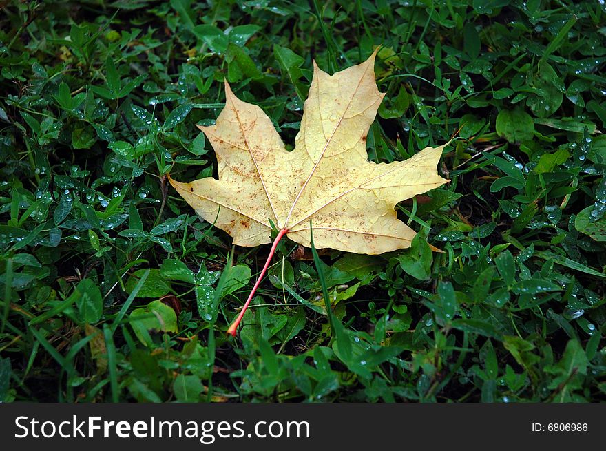 The maple leave on green grass. The maple leave on green grass