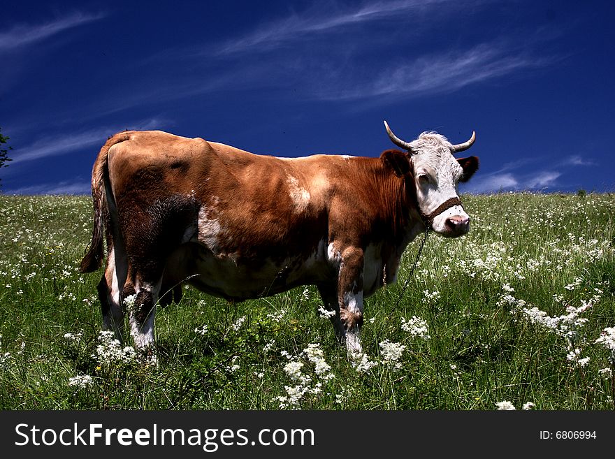 Brown white cow on the flowery meadow. Brown white cow on the flowery meadow