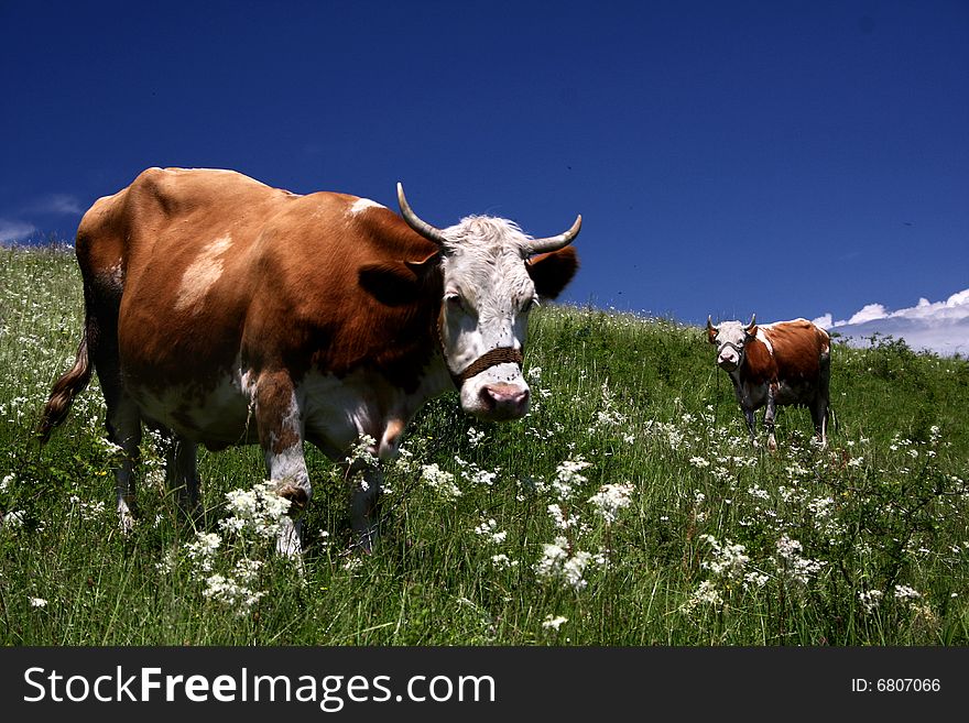 Two cow on the meadow