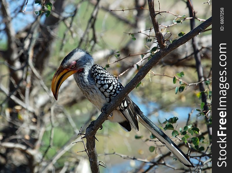 A Southern yellowbilled hornbill in the Kruger National Park, South Africa. A Southern yellowbilled hornbill in the Kruger National Park, South Africa.