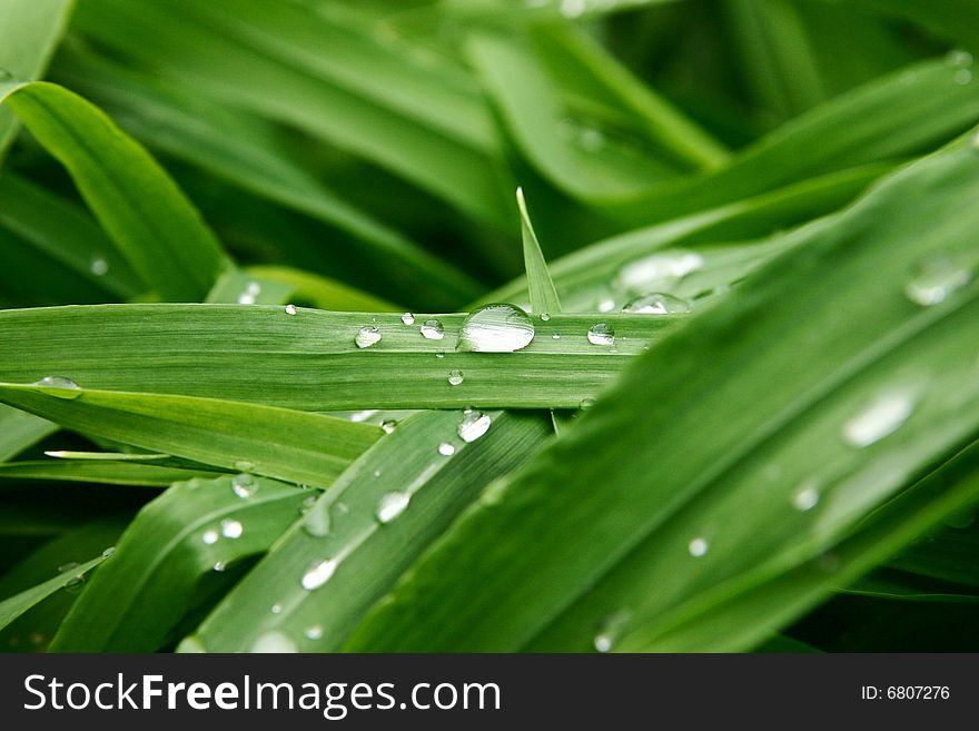 Some rain droplets on the leaf.