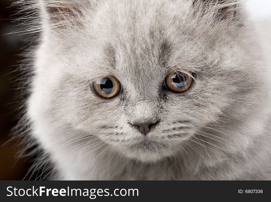 Face of blue british kitten closeup