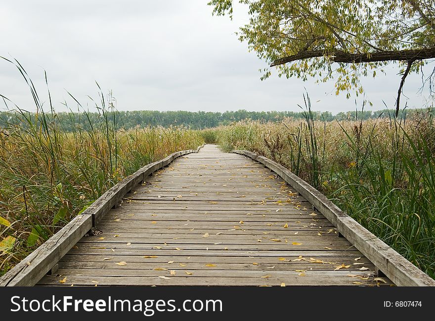 Wooden walkway through marsh land. Wooden walkway through marsh land