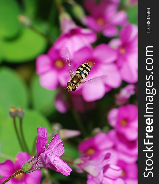 A hoverfly flying beside flower