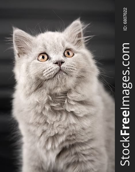 Portrait of british kitten looking up over black background