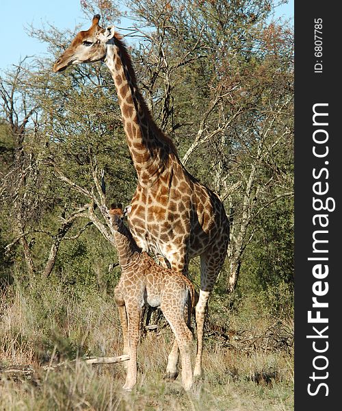 Female Giraffe in Africa with a calf.