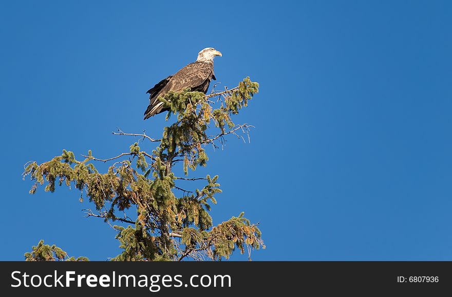 American bald eagle perched on a pine tree