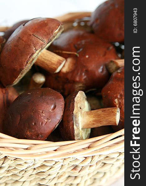 Basket full of mushrooms isolated on white background. Basket full of mushrooms isolated on white background