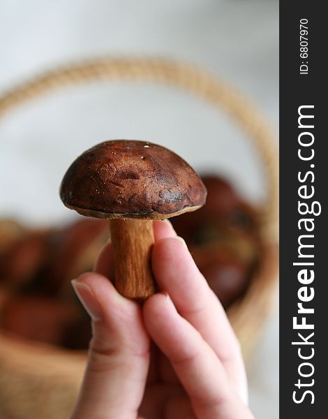 Basket full of mushrooms isolated on white background. Basket full of mushrooms isolated on white background