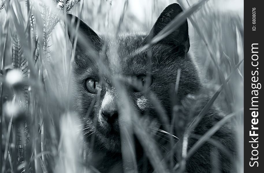 Carthusian cat on hunt in graminoids