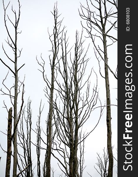 An image of branches of trees on neutrall background. An image of branches of trees on neutrall background