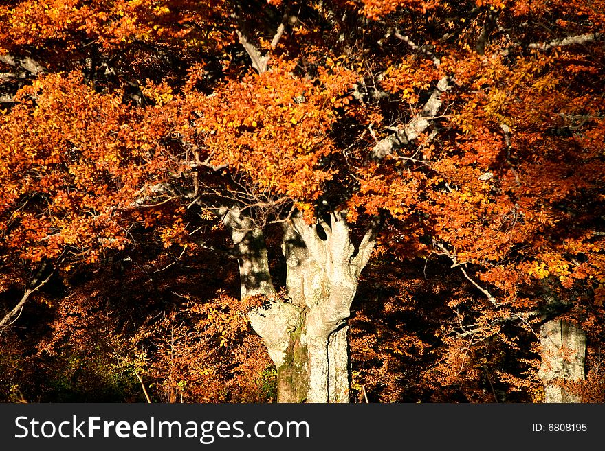 An image of a old tree in autumn forest