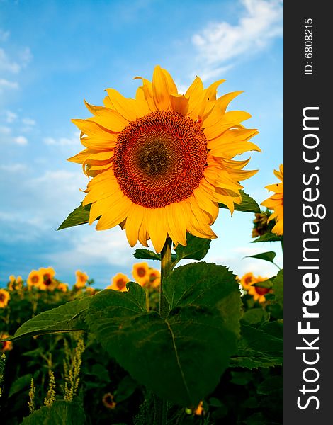 An image of a field of bright yellow sunflowers