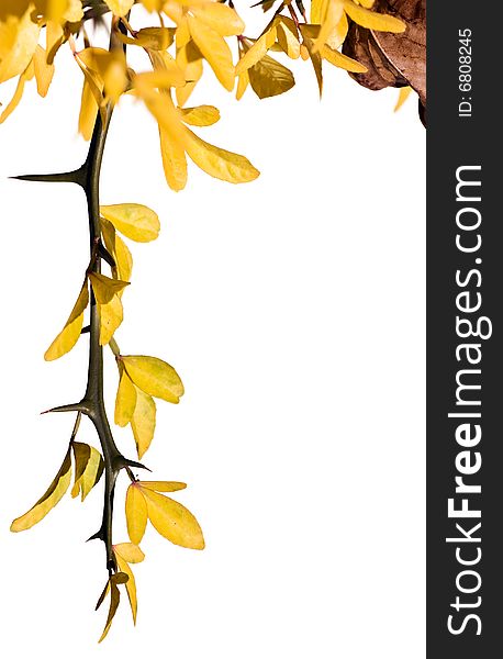 Sprig with yellow leaves and lot of copy space