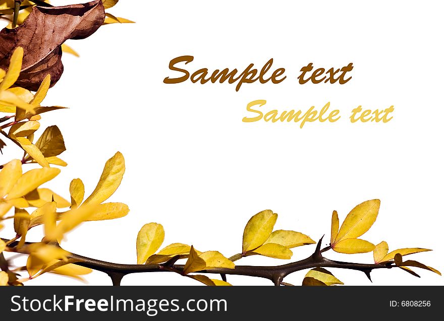 Sprig with yellow leaves and lot of copy space