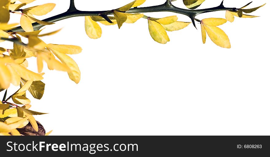 Sprig with yellow leaves and lot of copy space